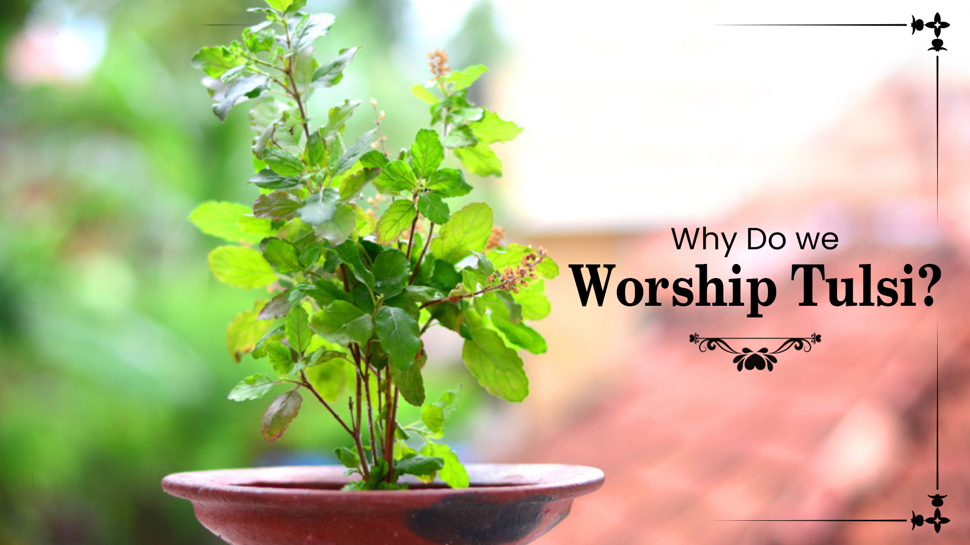 Why do we Worship Tulsi?