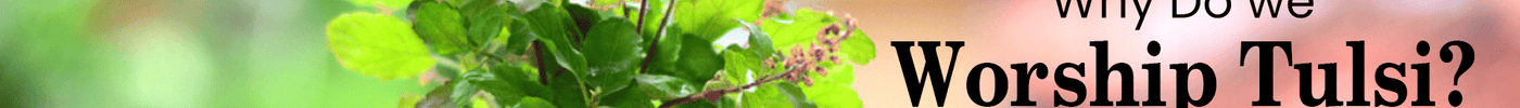 Why do we Worship Tulsi?