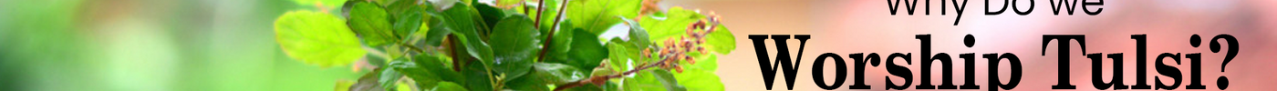 Why do we Worship Tulsi?
